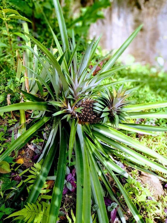 Roots Jungle Retreat Villa Marigot Exterior foto