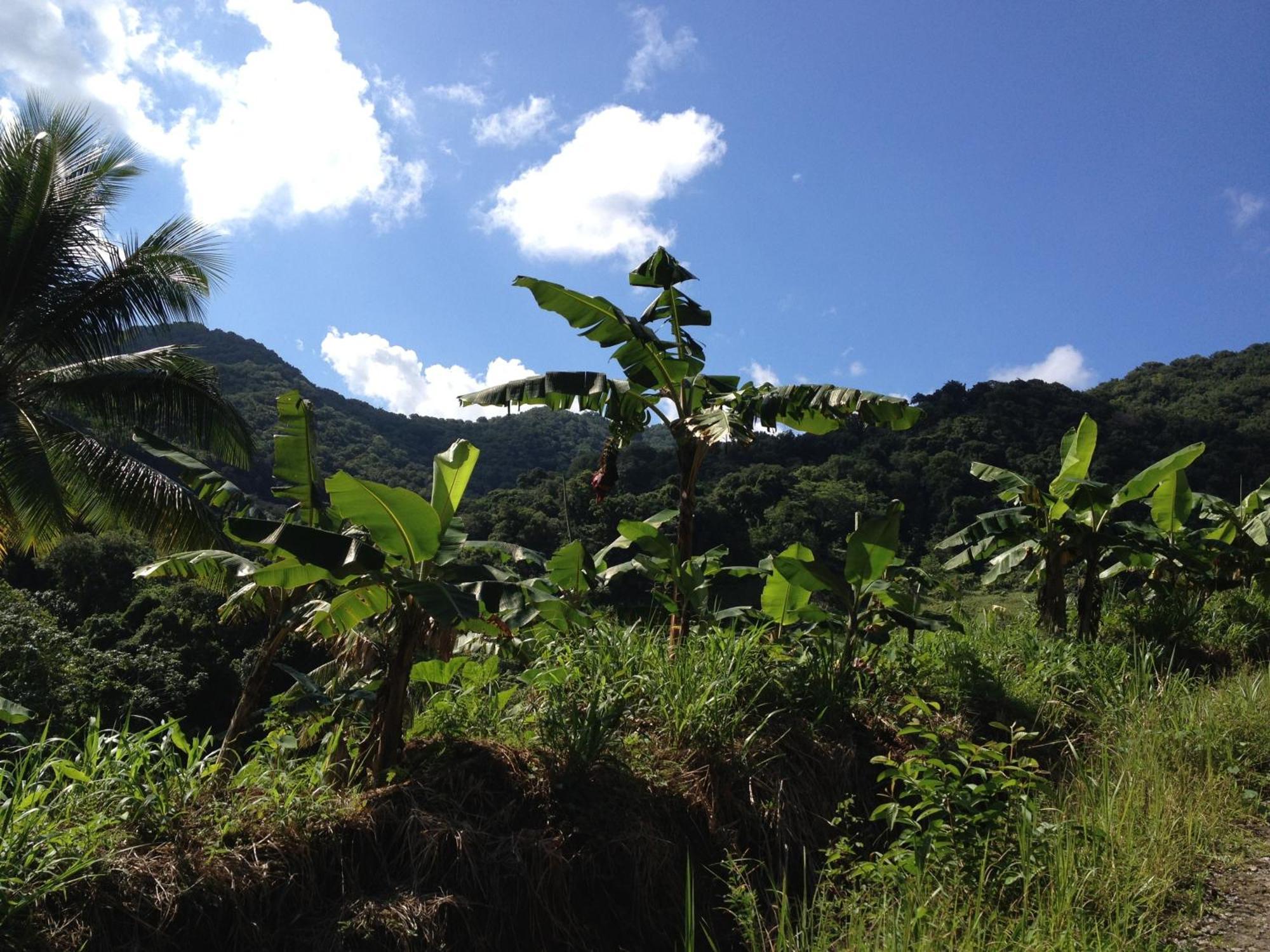 Roots Jungle Retreat Villa Marigot Exterior foto