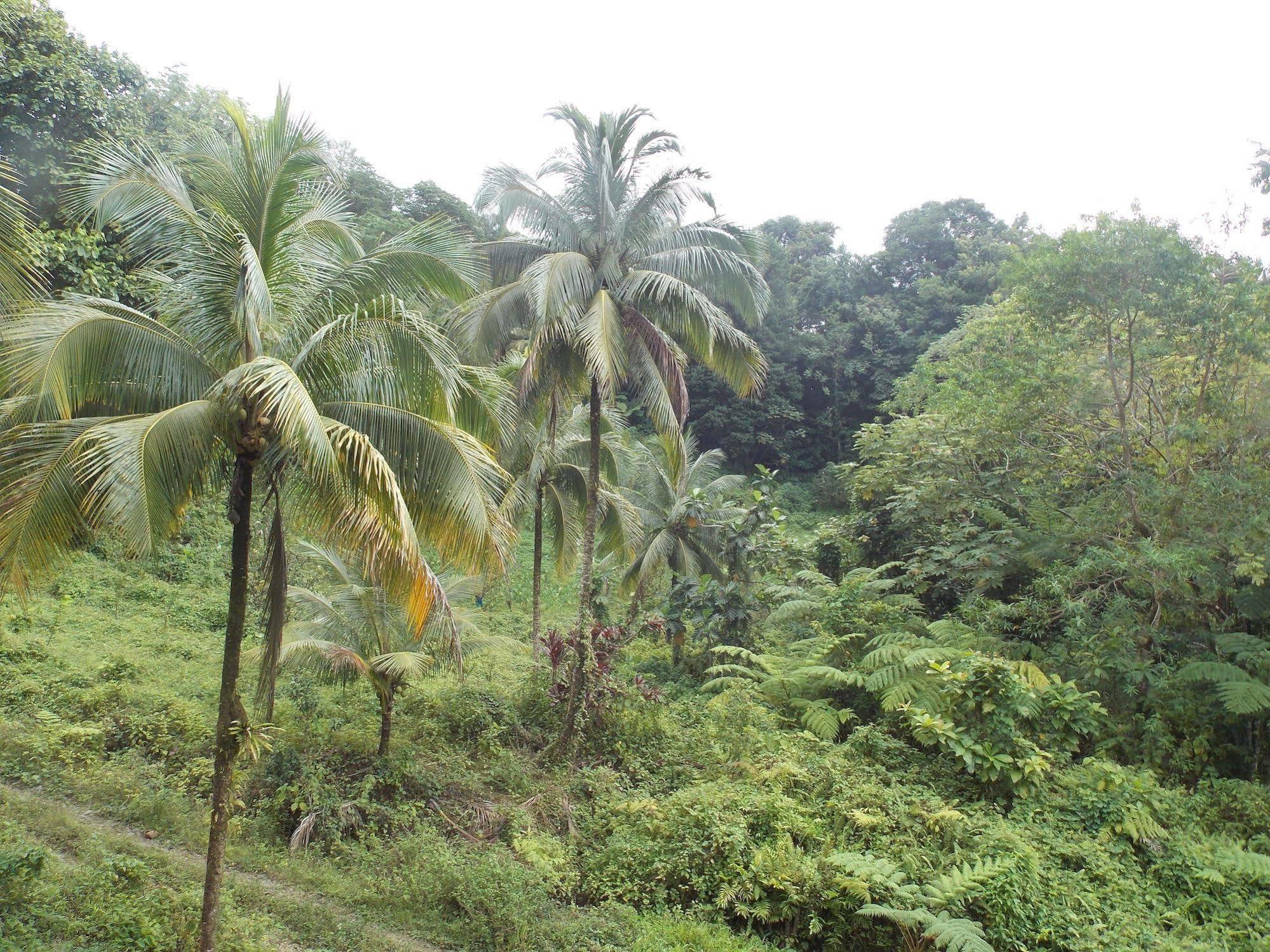 Roots Jungle Retreat Villa Marigot Exterior foto